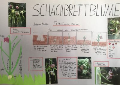 Lernplakat Schachbrettblume Jola