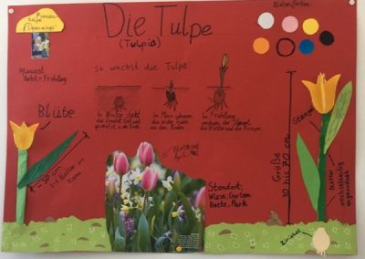 Lernplaktat Tulpe Ben